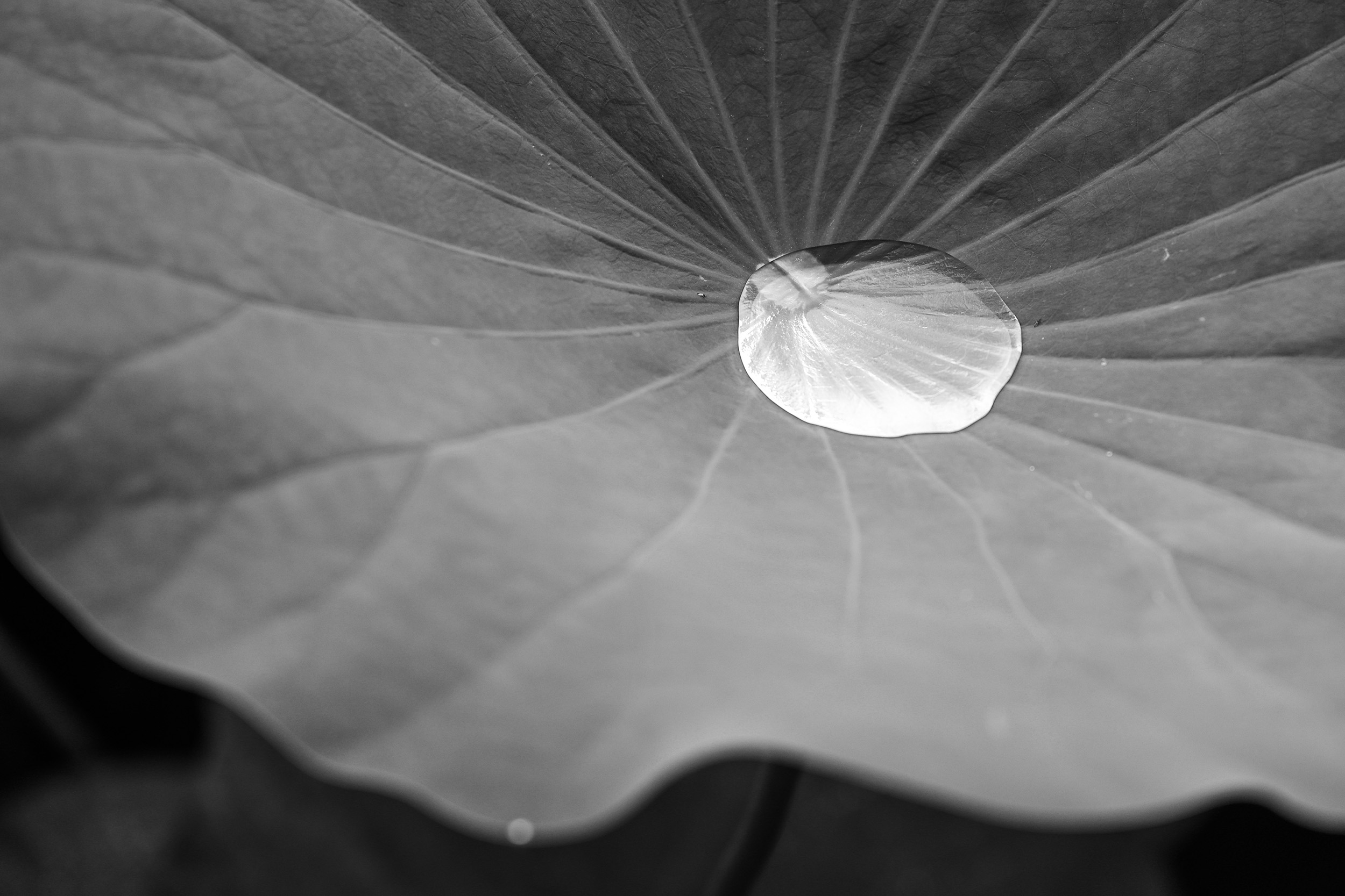 Blatt mit Wassertropfen